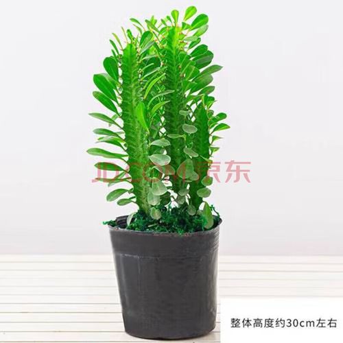 龙神多肉怎么养？养护要点有哪些？-第1张图片-吾爱花网