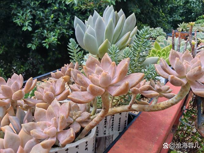 龙神多肉怎么养？养护要点有哪些？-第2张图片-吾爱花网