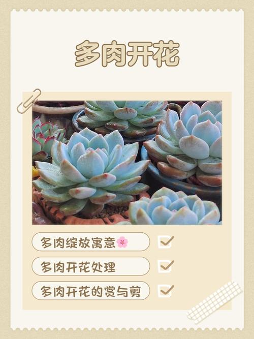 怒江多肉养护价格受哪些因素影响？-第1张图片-吾爱花网