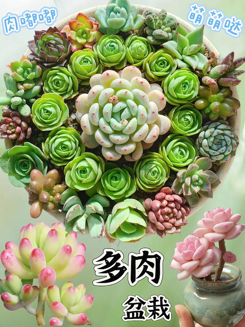怒江多肉养护价格受哪些因素影响？-第2张图片-吾爱花网