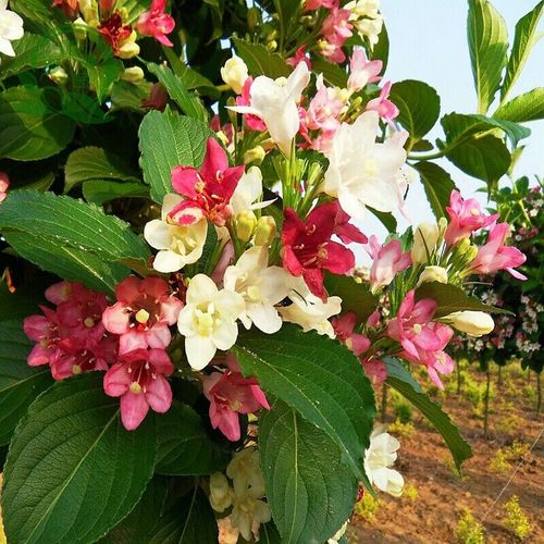 盆栽锦带花的浇水方法-第2张图片-吾爱花网