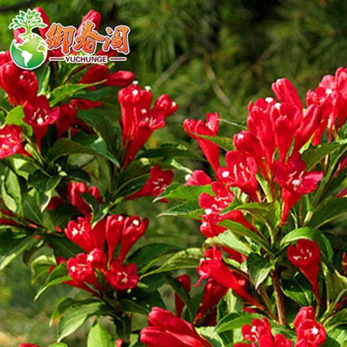 盆栽锦带花的浇水方法-第1张图片-吾爱花网