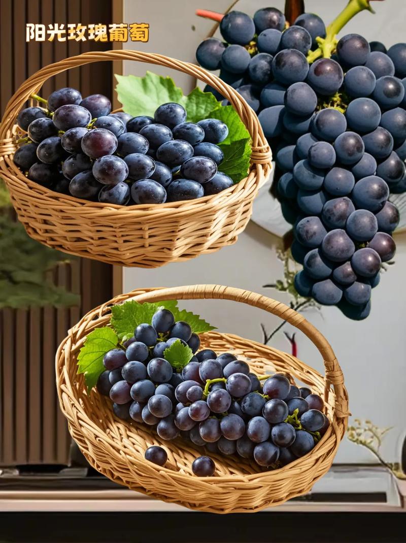 玫瑰香葡萄能盆栽吗？-第2张图片-吾爱花网