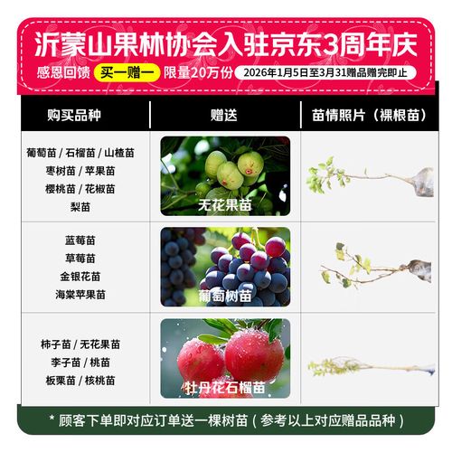 玫瑰香葡萄能盆栽吗？-第3张图片-吾爱花网