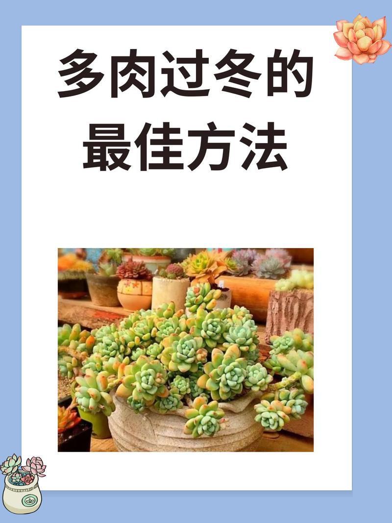冬天多肉根部消毒的正确方法是什么？-第1张图片-吾爱花网
