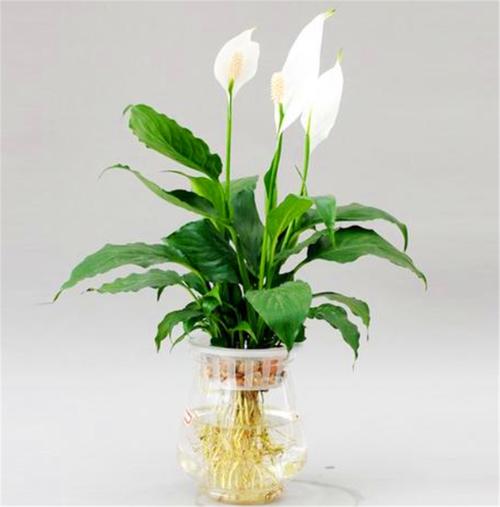 水培白掌烂根是啥原因？-第1张图片-吾爱花网