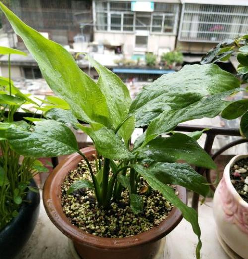 水培白掌烂根是啥原因？-第2张图片-吾爱花网