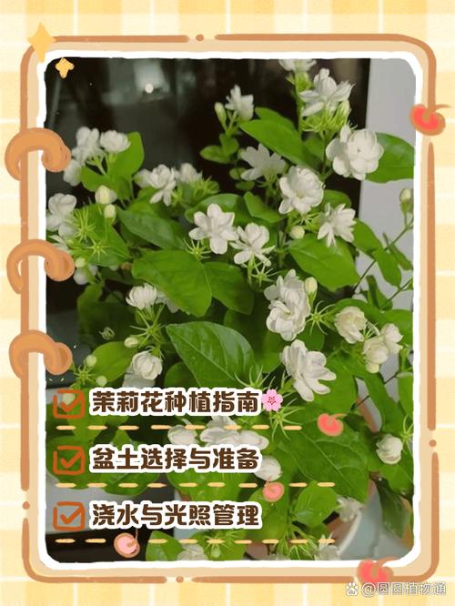 盆栽草茉莉的种植管理-第1张图片-吾爱花网