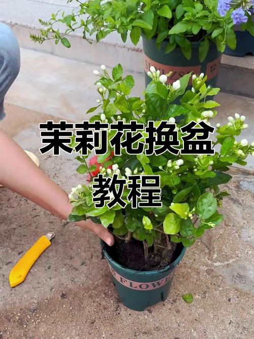 盆栽草茉莉的种植管理-第3张图片-吾爱花网