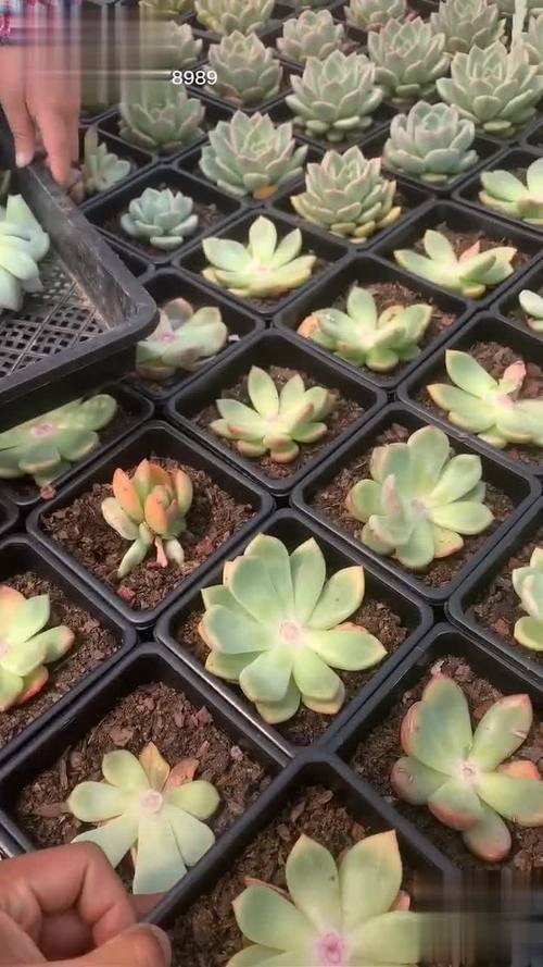 多肉砍头后怎么栽培才能活？-第1张图片-吾爱花网