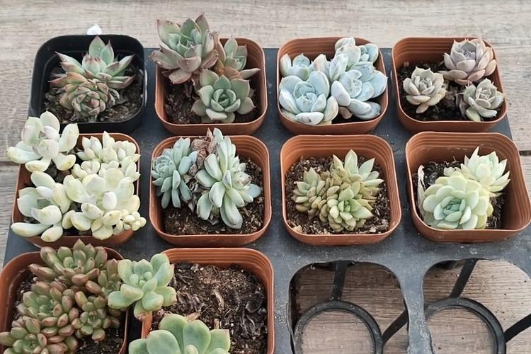 多肉砍头后怎么栽培才能活？-第2张图片-吾爱花网