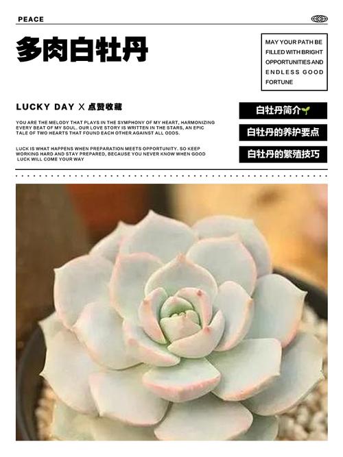 白牡丹多肉叶子坏了怎么办？-第1张图片-吾爱花网