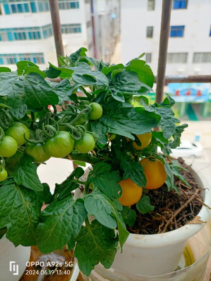 春天花果蔬菜盆栽，如何拍出惊艳效果？-第1张图片-吾爱花网