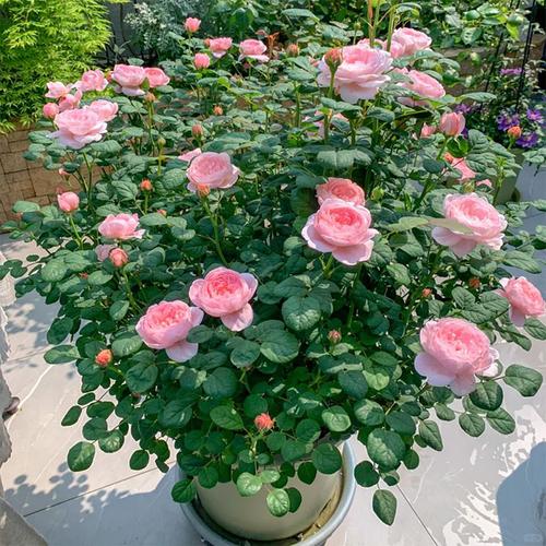 月季花月盆栽图片有哪些品种？-第2张图片-吾爱花网