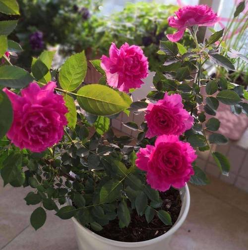 月季花月盆栽图片有哪些品种？-第3张图片-吾爱花网