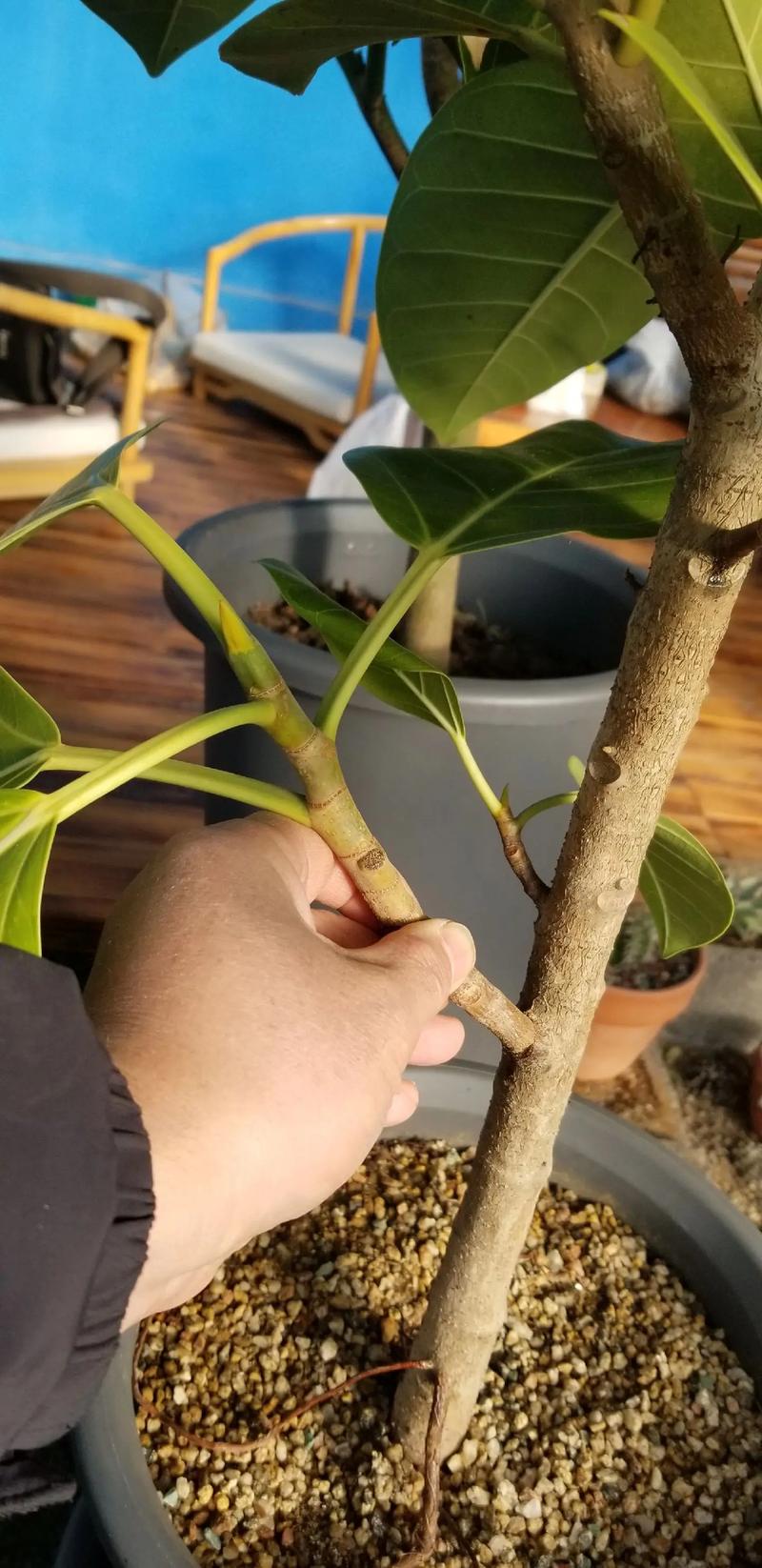 榕树盆栽修剪最佳时间是什么时候？-第1张图片-吾爱花网