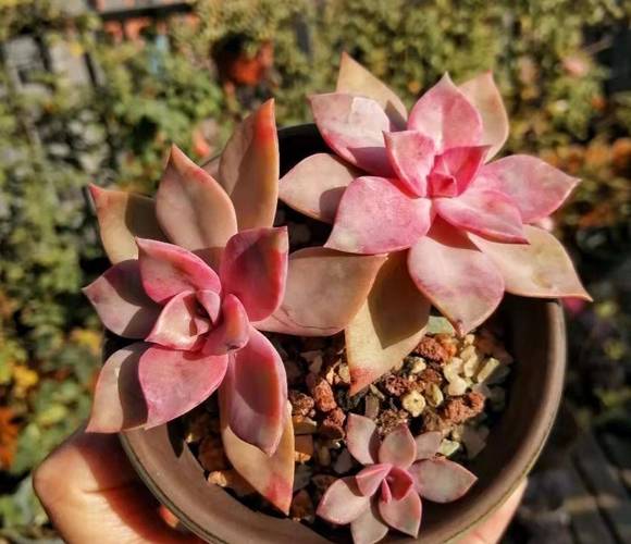 多肉初恋开花图片，养了多久能开？-第1张图片-吾爱花网