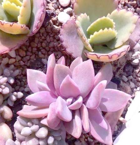 多肉初恋开花图片，养了多久能开？-第2张图片-吾爱花网