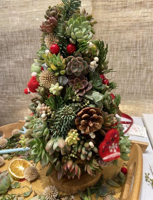 国外多肉创意造型组合-第3张图片-吾爱花网