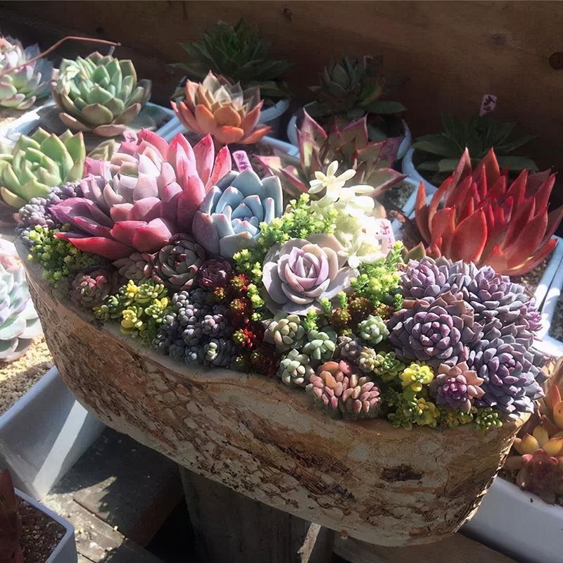 多肉拼盘怎么搭配好看？-第3张图片-吾爱花网