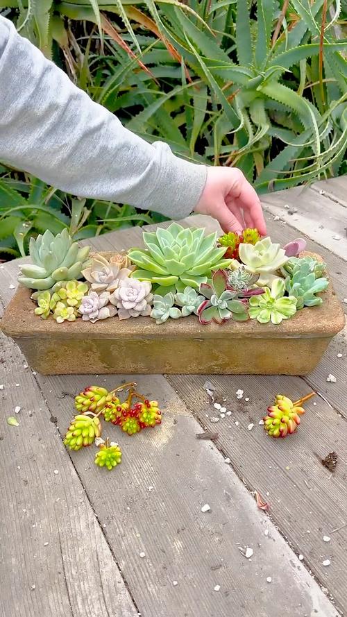 多肉拼盘怎么搭配好看？-第2张图片-吾爱花网