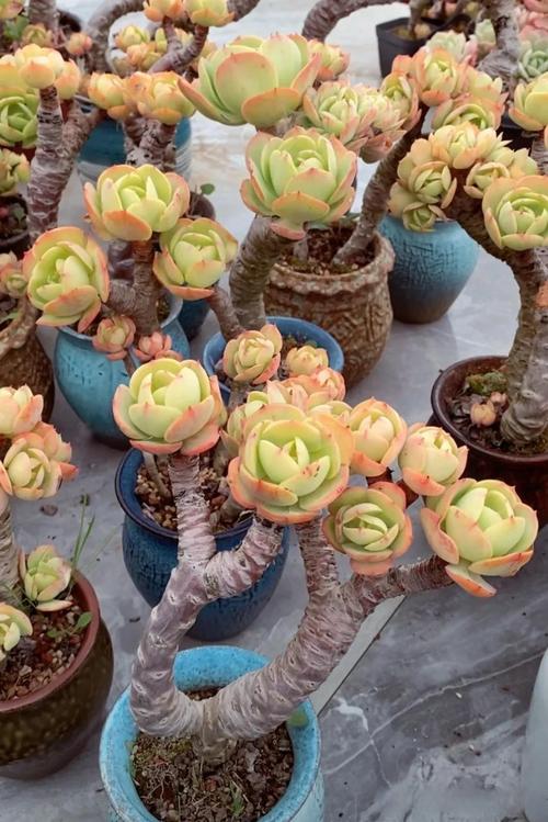 碧桃多肉开花怎么处理-第1张图片-吾爱花网