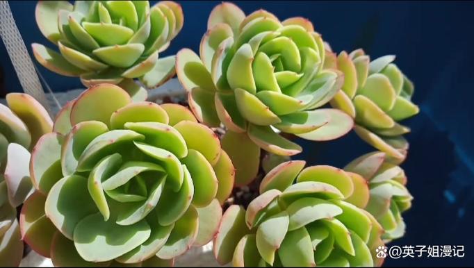 碧桃多肉开花怎么处理-第2张图片-吾爱花网