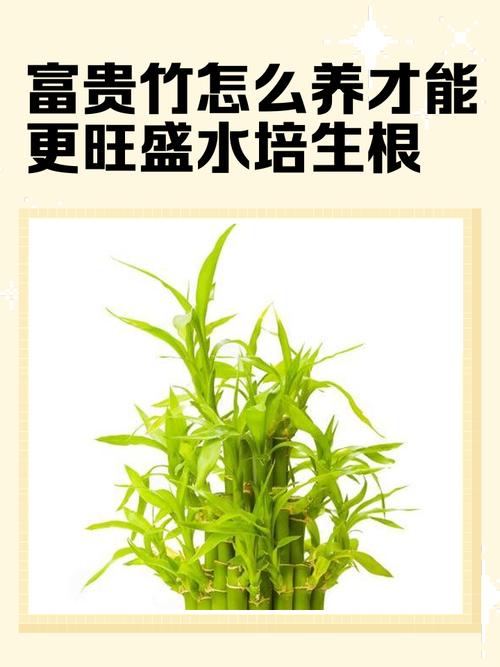 水培出的根可以土养吗-第1张图片-吾爱花网