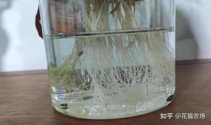 水培出的根可以土养吗-第2张图片-吾爱花网