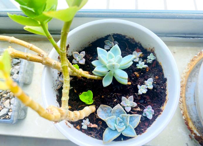 多肉叶片繁殖怎么摆放-第2张图片-吾爱花网