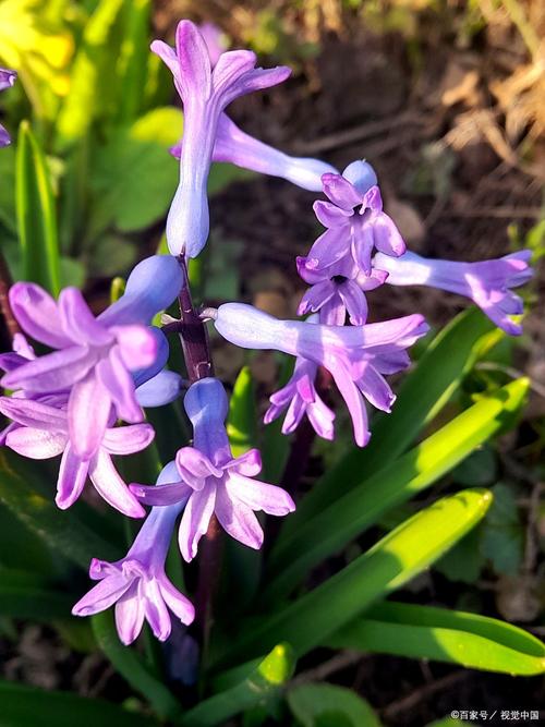 紫色多肉吊兰有哪些品种？-第1张图片-吾爱花网