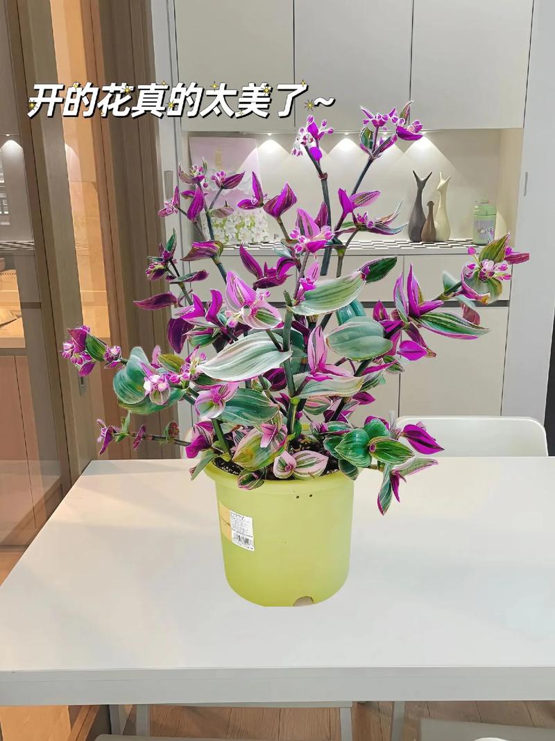 紫色多肉吊兰有哪些品种？-第2张图片-吾爱花网