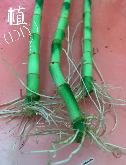 水培竹子烂根了怎么处理？-第3张图片-吾爱花网