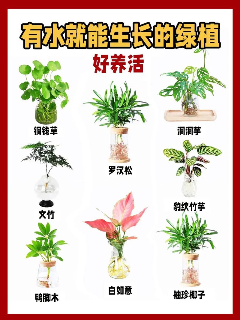 水培植物如何成功转土培？-第1张图片-吾爱花网