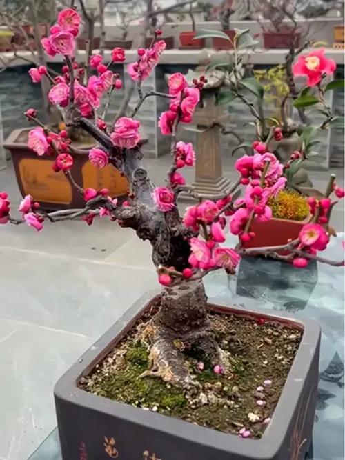 盆栽梅花对阳光的要求-第2张图片-吾爱花网