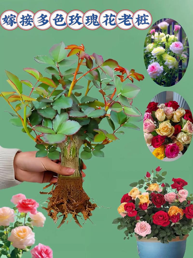 哪些多肉植物能嫁接？-第1张图片-吾爱花网