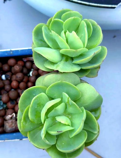 碧桃开花了？多肉也能开这么美？-第1张图片-吾爱花网