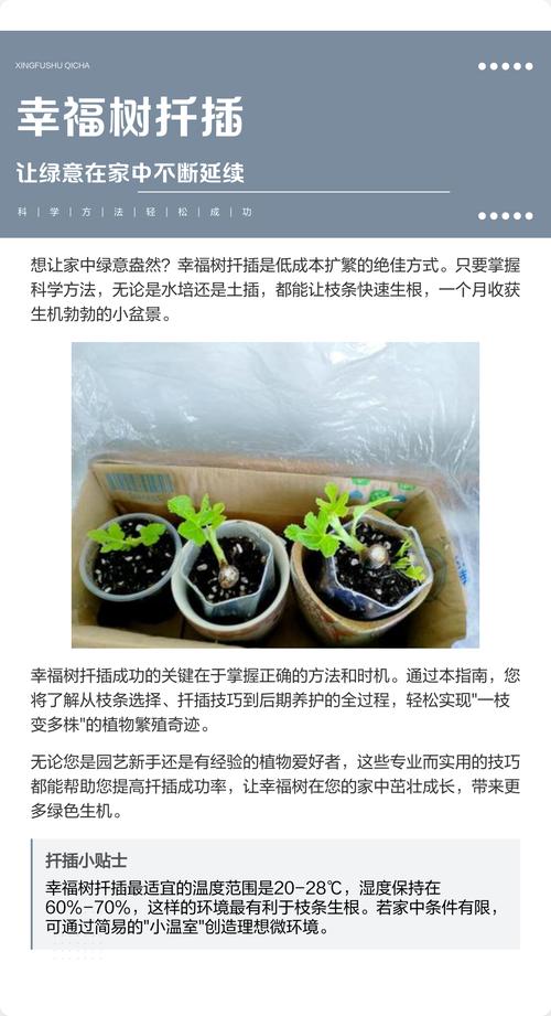 幸福树水培扦插生根快-第1张图片-吾爱花网