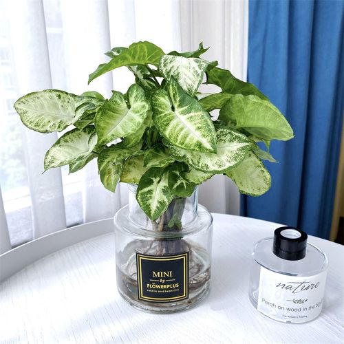 适合水培的洗手间植物-第1张图片-吾爱花网