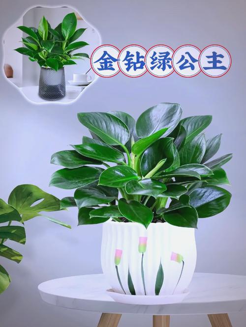 适合水培的洗手间植物-第2张图片-吾爱花网