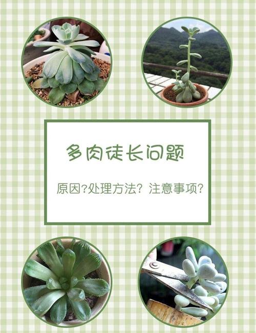 多肉疯长怎么办？教你几招轻松控形！-第1张图片-吾爱花网