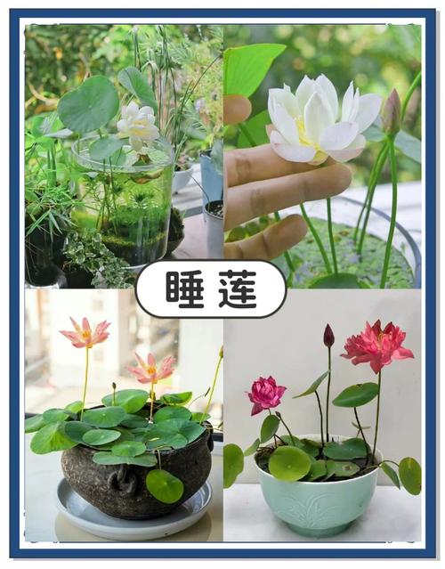 盆栽荷花什么时间施肥-第1张图片-吾爱花网