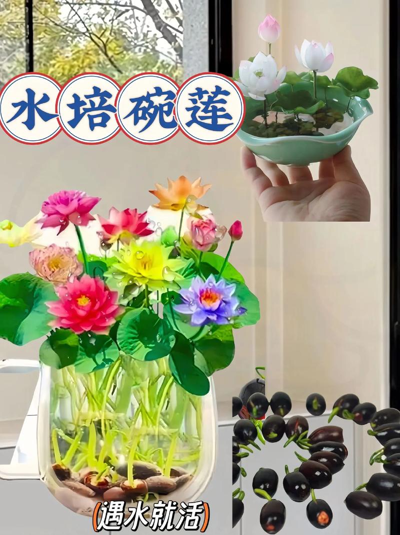 盆栽荷花什么时间施肥-第2张图片-吾爱花网