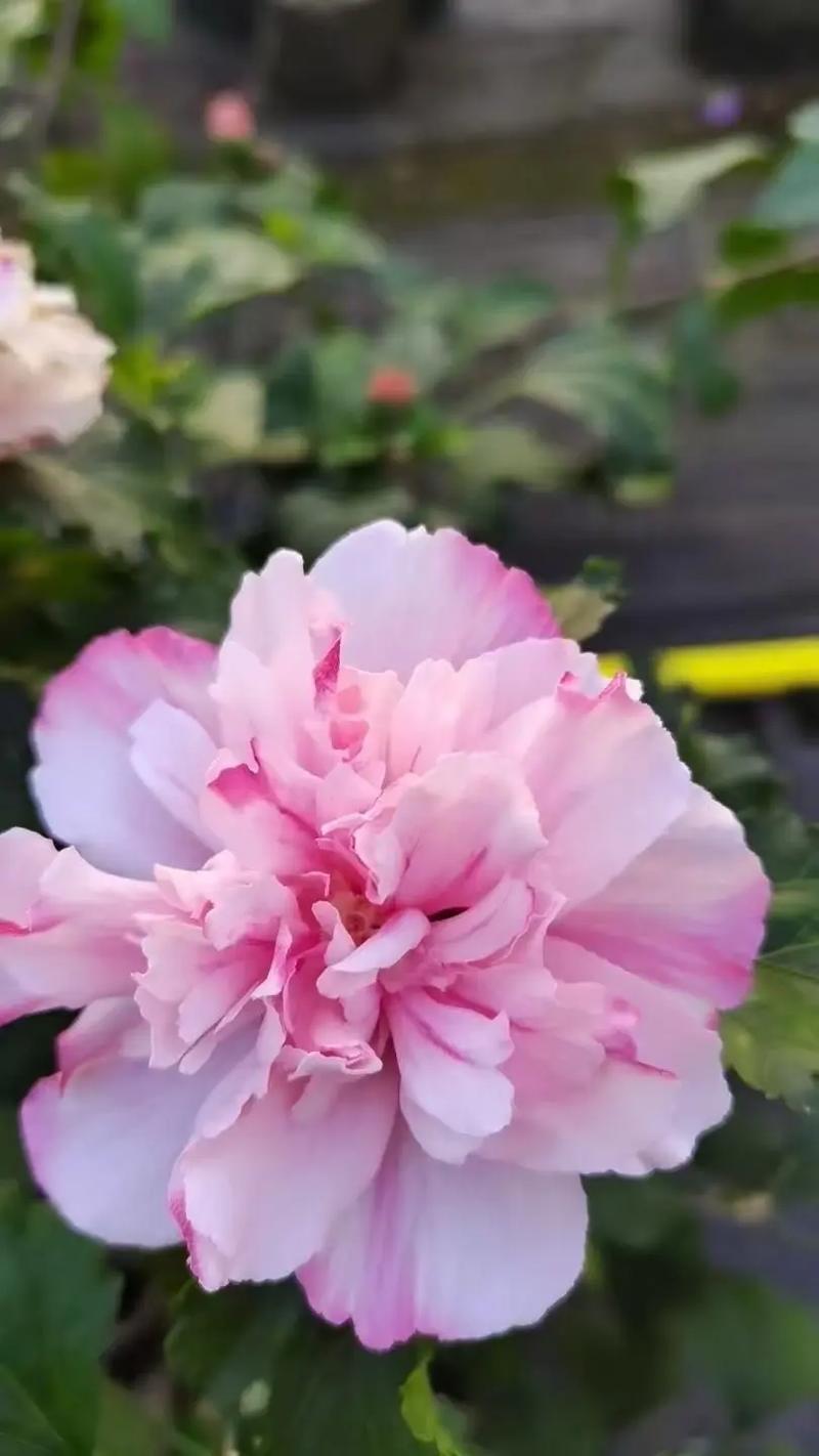 盆栽木槿修剪要掌握哪些技巧？-第1张图片-吾爱花网