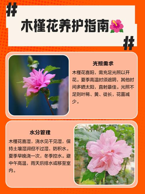 盆栽木槿修剪要掌握哪些技巧？-第2张图片-吾爱花网