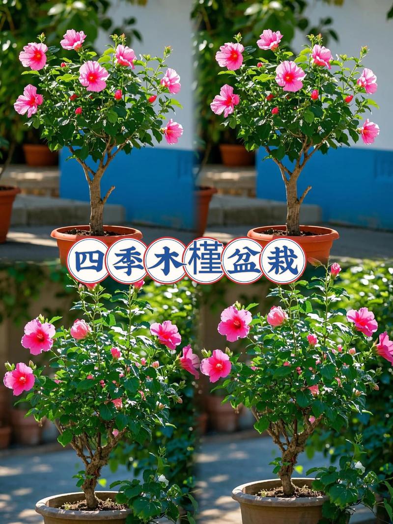 盆栽木槿修剪要掌握哪些技巧？-第3张图片-吾爱花网