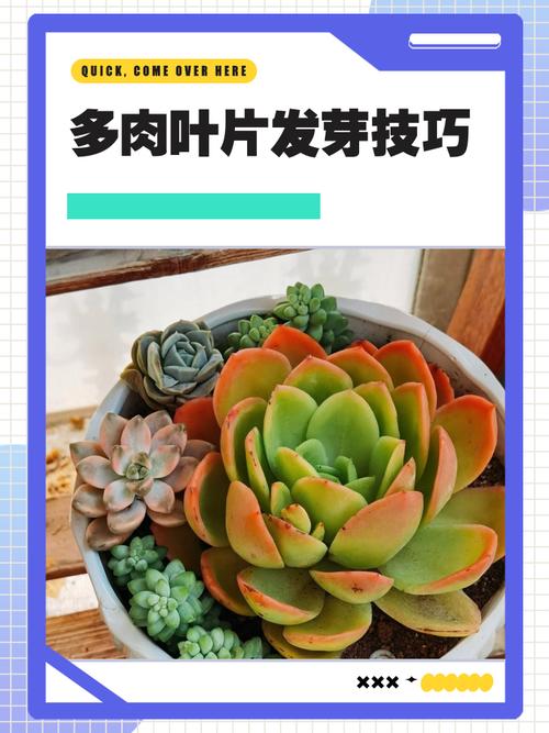 多肉叶片快速发芽有啥诀窍？-第1张图片-吾爱花网