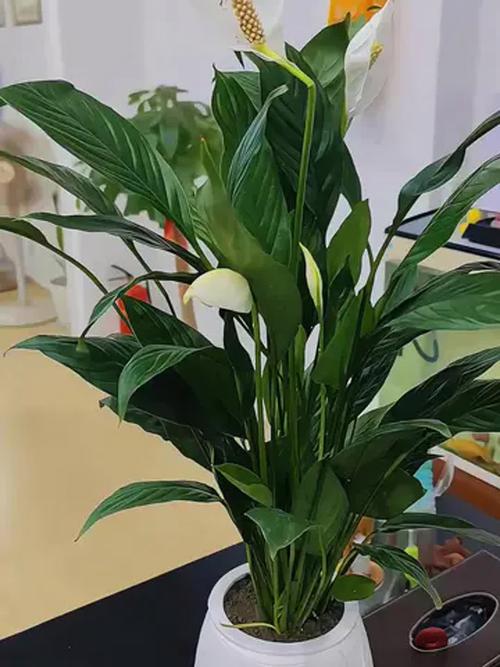 水培白掌放卧室可行吗？-第1张图片-吾爱花网