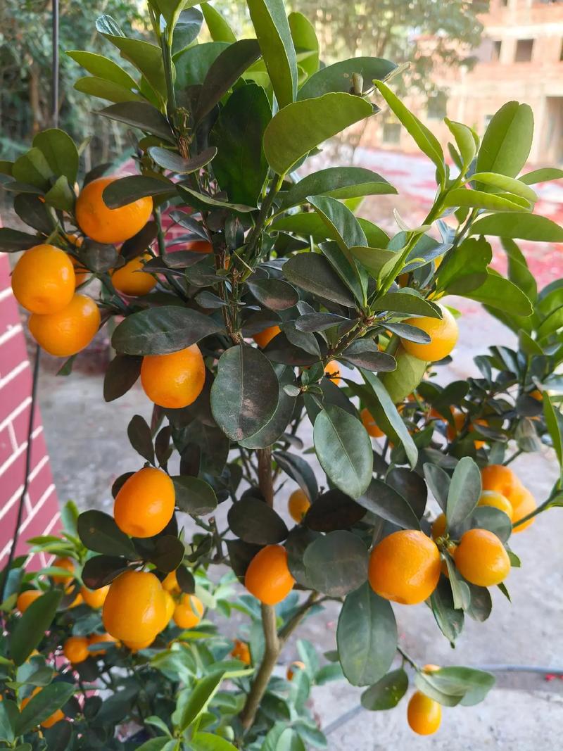 金桔盆栽如何延长挂果期？-第2张图片-吾爱花网
