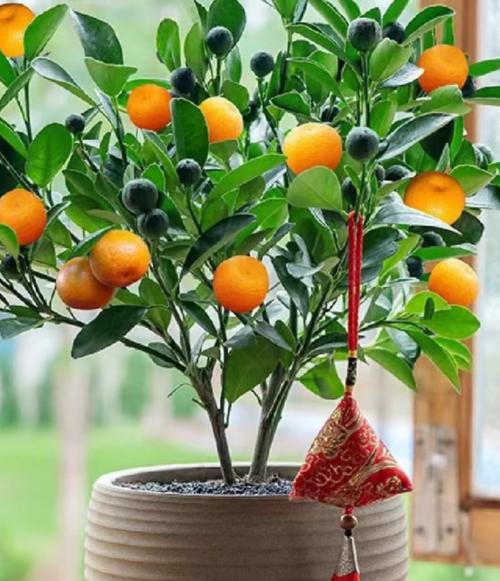 金桔盆栽如何延长挂果期？-第3张图片-吾爱花网